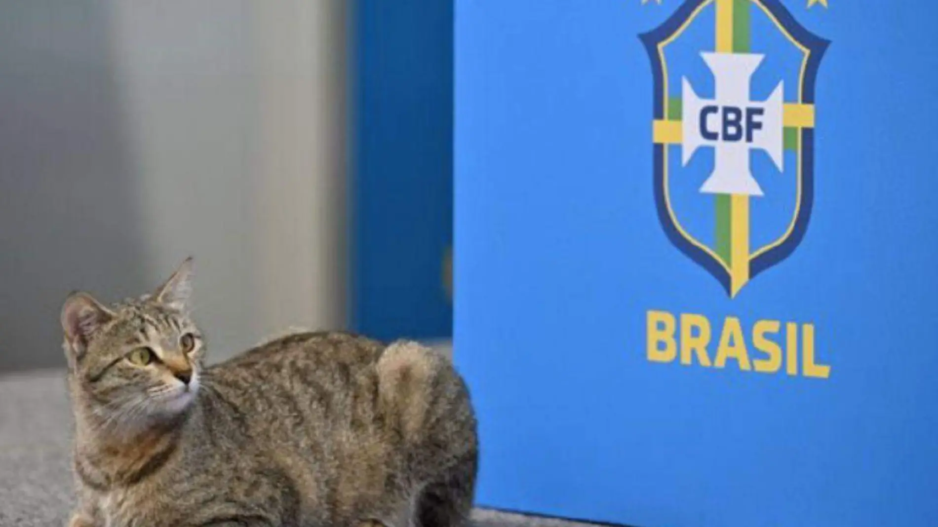 Maldición del gato Brasil queda fuera de Qatar y redes lo asocian con rueda de prensa